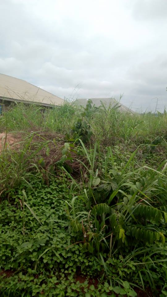 We Have 6Plots of Land For Sale @ Obviogie, Near Oluku, Benin City